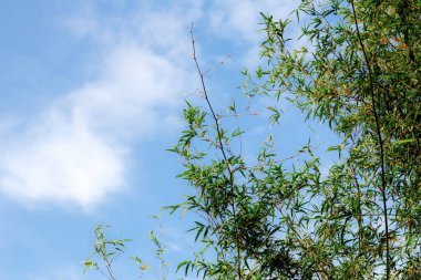 Doğada mavi gökyüzü olan bambu..