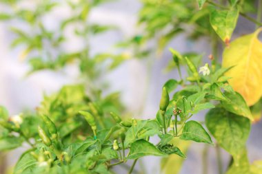 Çiftlikteki ağaçta acı biber..