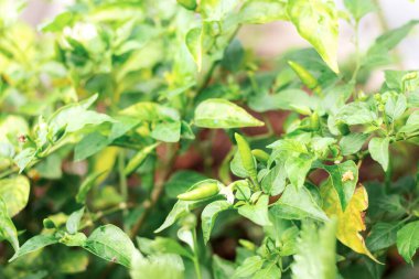 Ağacın üstünde güneş ışığıyla acı biber..