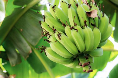 Ağaçta çiğ muz, gökyüzünde güneş ışığı.