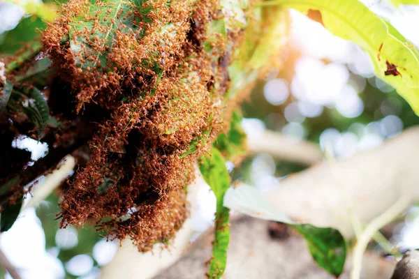 Muchas Hormigas Anidan Árboles Con Luz Solar —  Fotos de Stock