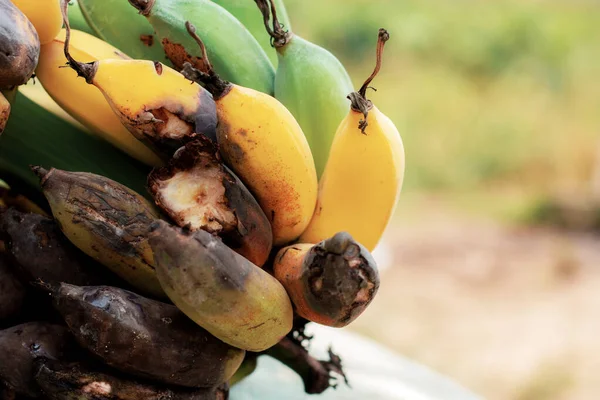 Banana Matura Marcio Azienda — Foto Stock
