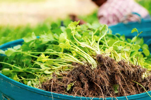 农场里篮子里的芹菜 — 图库照片