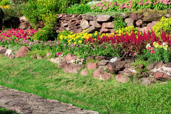 庭に日光のある花や草 — ストック写真