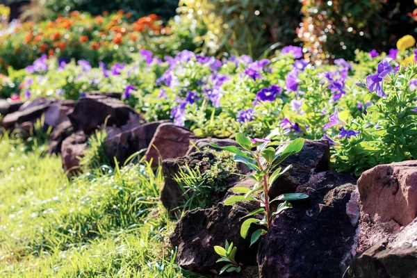 Flor Con Luz Solar Jardín —  Fotos de Stock