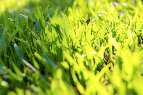 Gras Mit Sonnenaufgang Und Schatten — Stockfoto