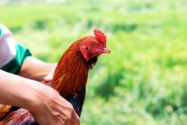 Mão Com Gamecock Fazenda Campo — Fotografia de Stock