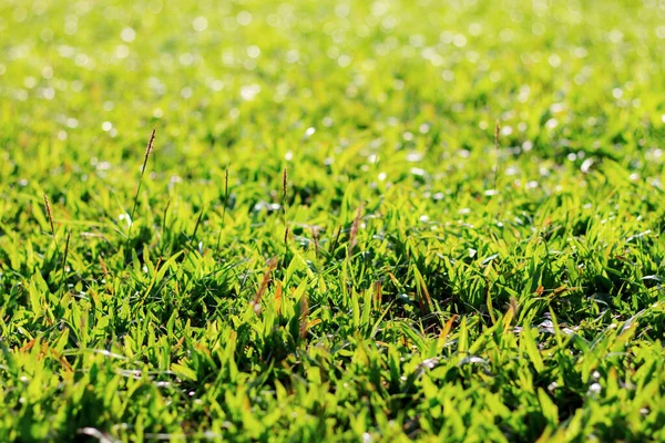 Trawa Trawniku Światłem Słonecznym — Zdjęcie stockowe