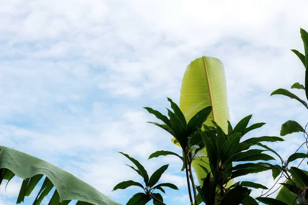 Folhas Manga Banana Com Céu Azul — Fotografia de Stock