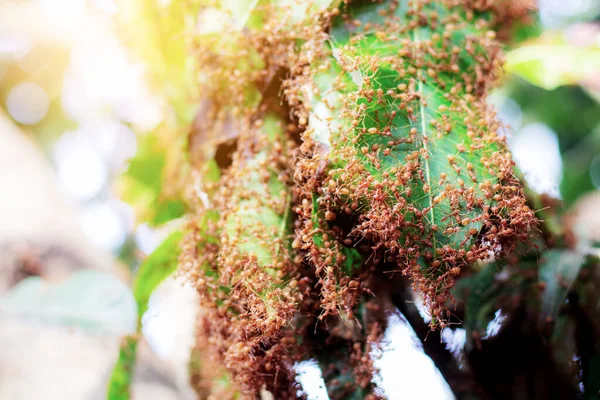 Muchas Hormigas Están Anidando Árboles Grandes —  Fotos de Stock