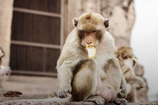 Mono Está Comiendo Maíz Construcción Parque — Foto de Stock