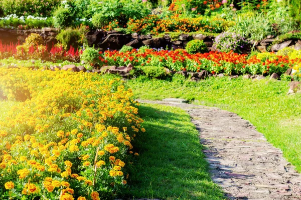 Marigold Flower Sunlight Garden — Stock Photo, Image