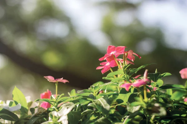 Pink Flower Sunlight Garden — Stock Photo, Image