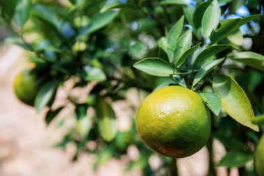 Çiftlikteki ağaçta güneş ışığıyla portakal.