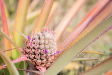 Çiftlikteki ağaçta güneş ışığı altında ananas yetişiyor..
