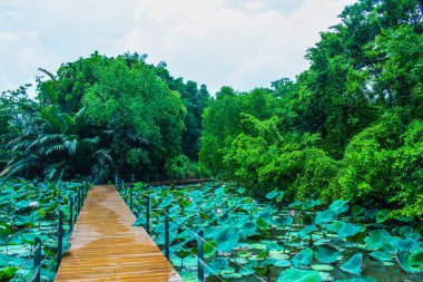 Boardwalks ve bir su birikintisi