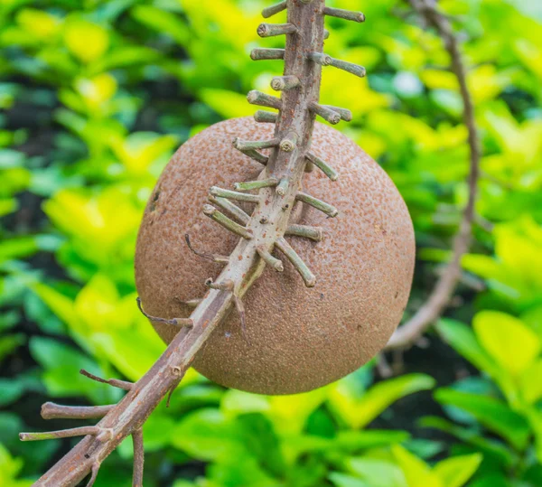 Dried fruit — Stock Photo, Image