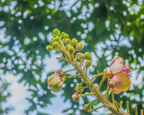 Flower growing — Stock Photo, Image