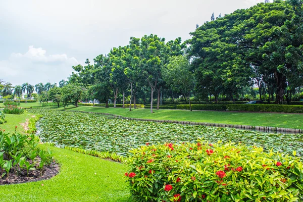 Flowers and Nature — Stock Photo, Image