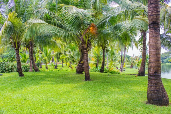 Kokosový zahrada — Stock fotografie