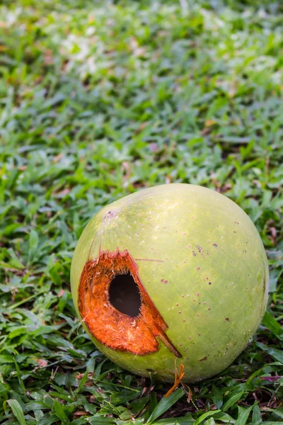 Coconut on floor — Stock Photo, Image