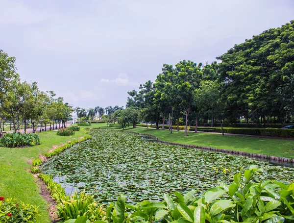 Lotus pond and trees — Stock Photo, Image