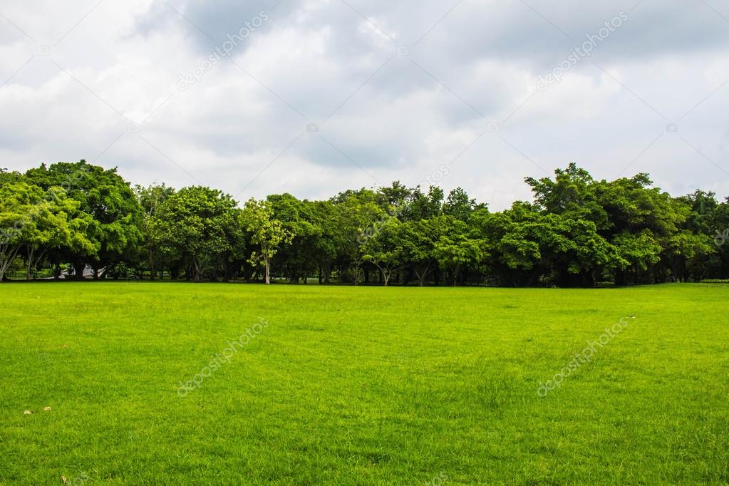 Natural lawn Stock Photo by ©start08 55974297