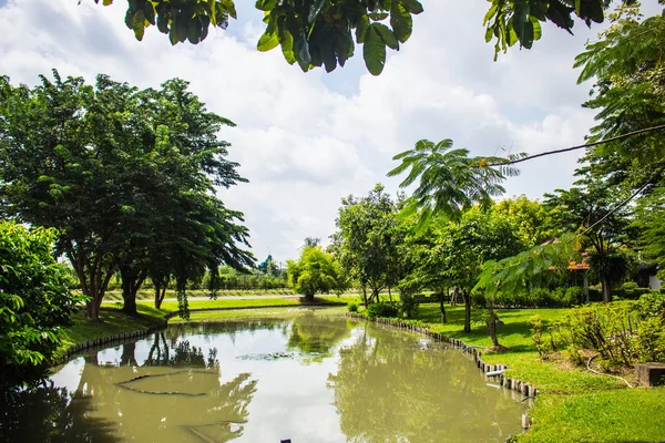 Trees and a pond — Stock Photo, Image