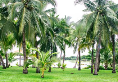 Hindistan cevizi Bahçe