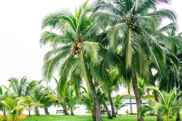 Jardim de coco — Fotografia de Stock