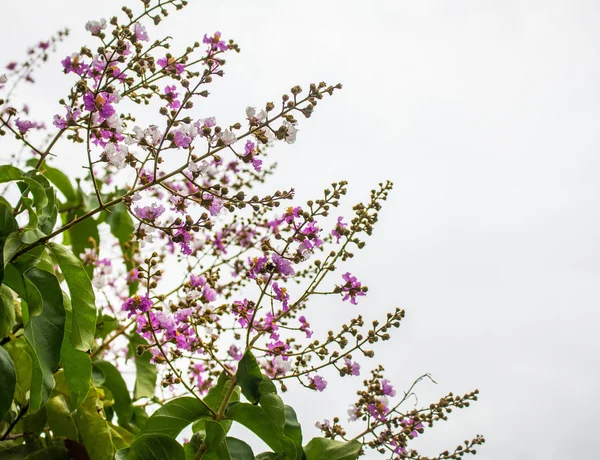 Flores en el jardín — Foto de Stock