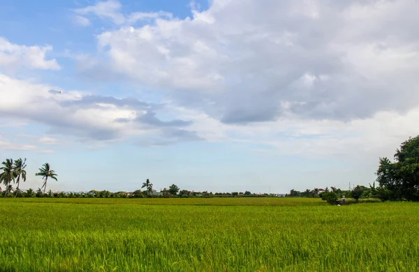 Campos de arroz verde — Fotografia de Stock