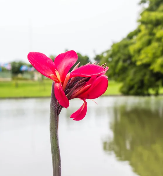 Riverside Flowers — Stock Photo, Image