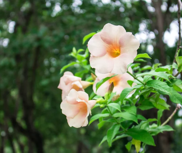 Flores amarillas — Foto de Stock