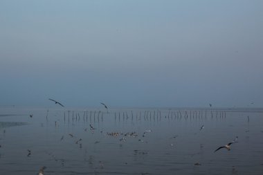 Martı sırasında suyla 