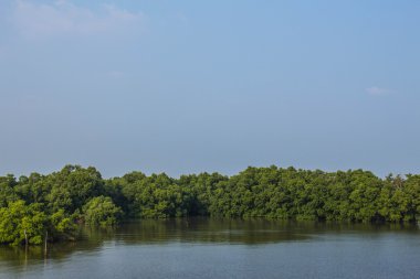 Deniz kenarındaki ağaçlar.