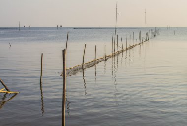 Denizin içinde bambu 