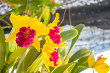 Çiçek bahçesinde.