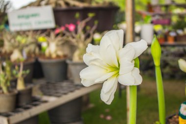 Tencere beyaz çiçekler.