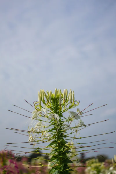 Blommor och sky — Stockfoto