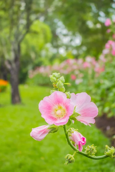 Flowers in park — Stock Photo, Image