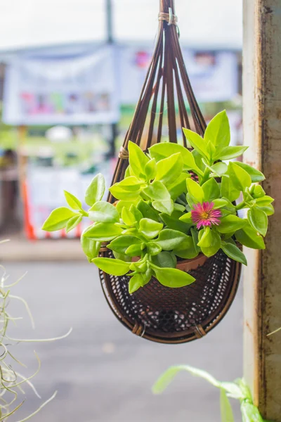 Flores em suspensão — Fotografia de Stock