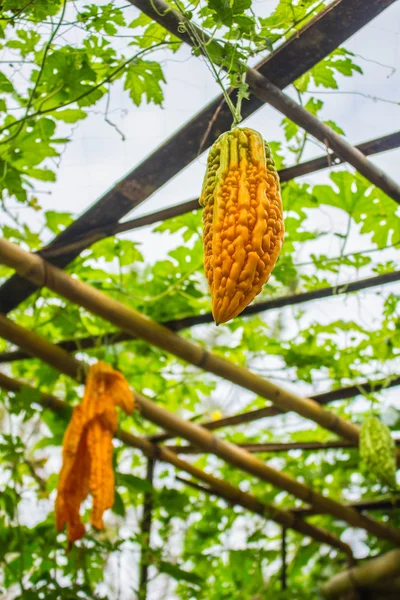 Gourd ripe fruit hanging — Stock Photo, Image