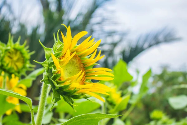 Growing sunflowers — Stock Photo, Image