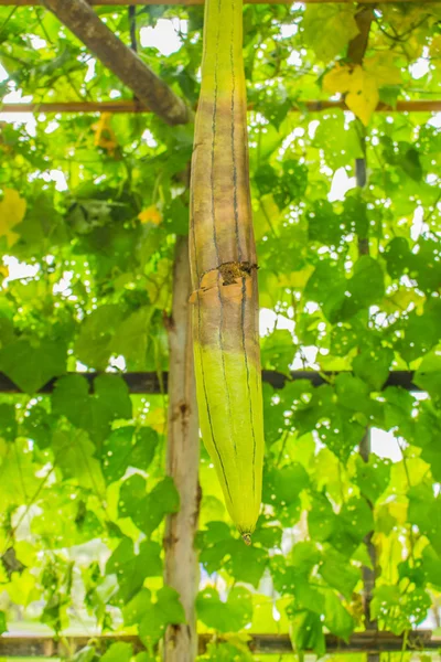 The rotten zucchini — Stock Photo, Image