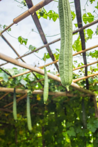 The long zucchini — Stock Photo, Image