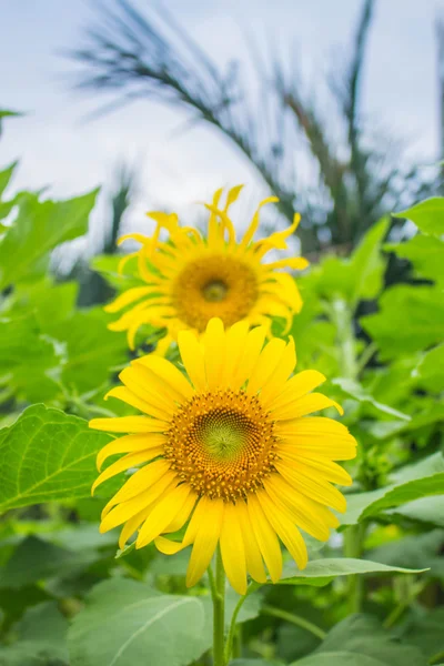 Yellow sunflowers — Stock Photo, Image