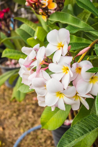 Beautiful white plumeria — Stock Photo, Image