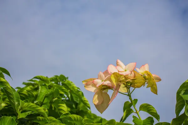 Flores e o céu — Fotografia de Stock