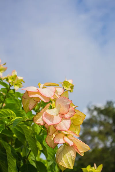 Flores de luz solar — Foto de Stock